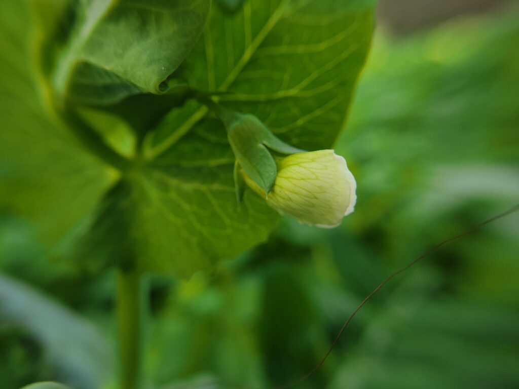 img 20210125 103436 1